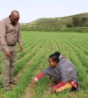 Picaflor wheat is one of high-yielding and disease-resistant wheat varieties widely used by the farmers in her project area. 